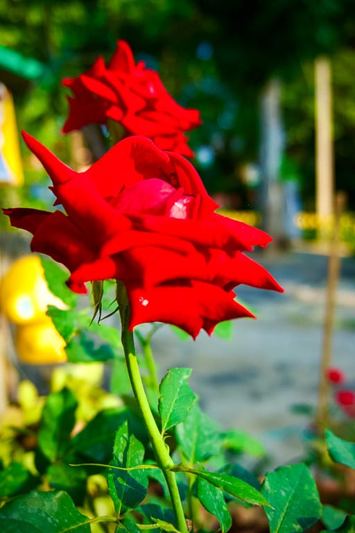 Flowers 1
