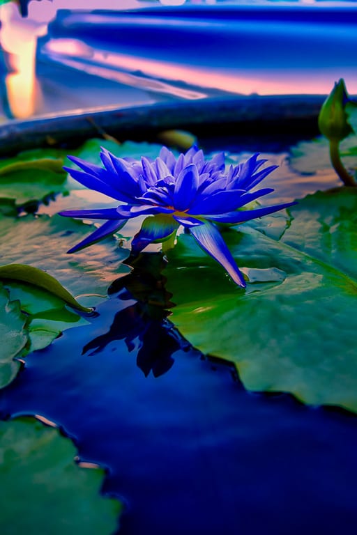 Flowers 10