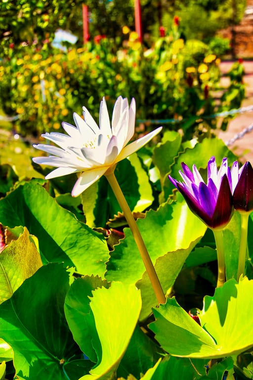 Flowers 11