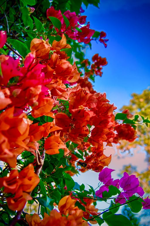 Flowers 12