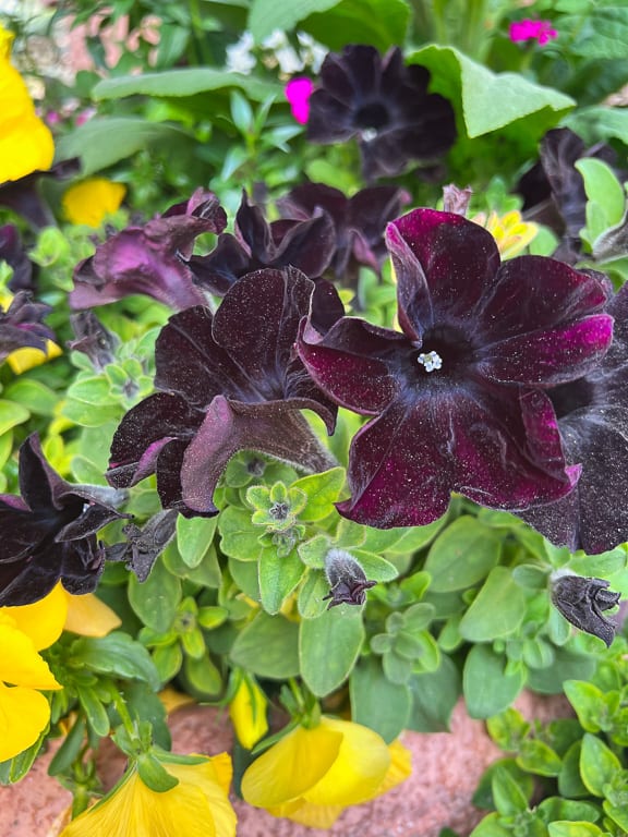 Flowers 18