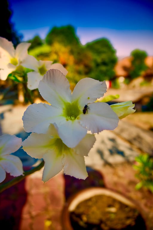 Flowers 2