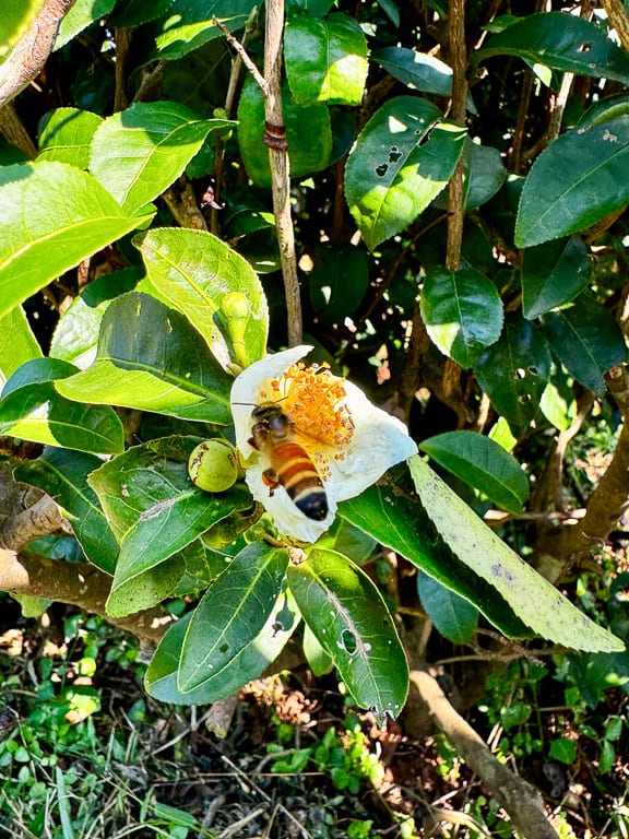 Flowers 23