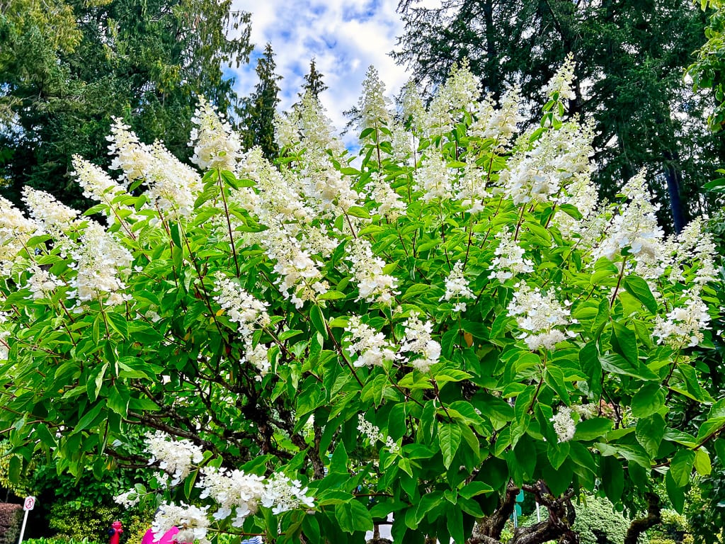 Flowers 24