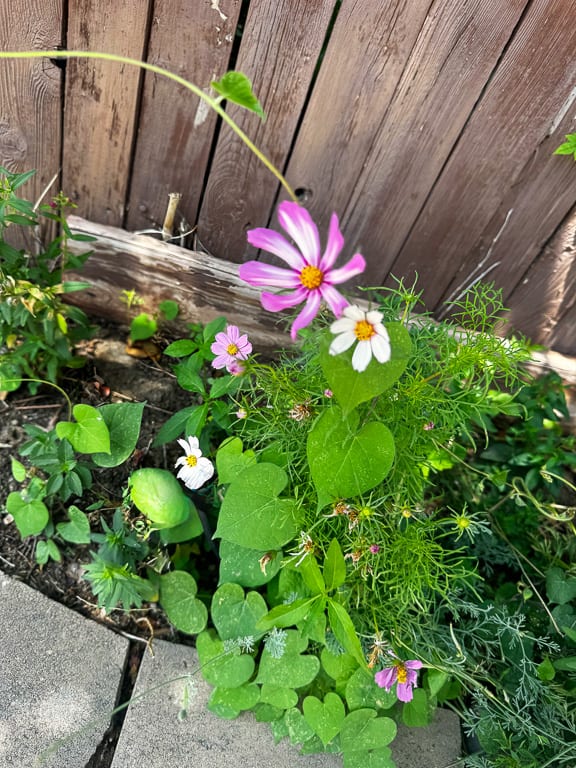 Flowers 27