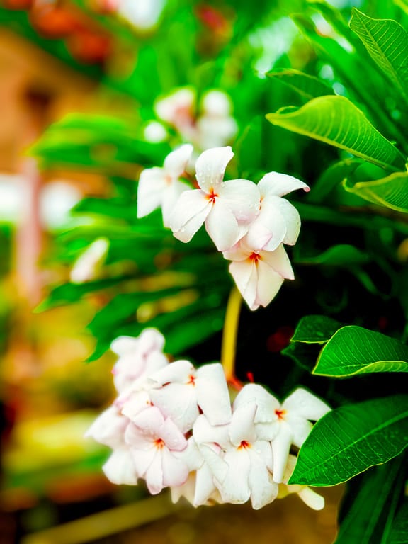 Flowers 29