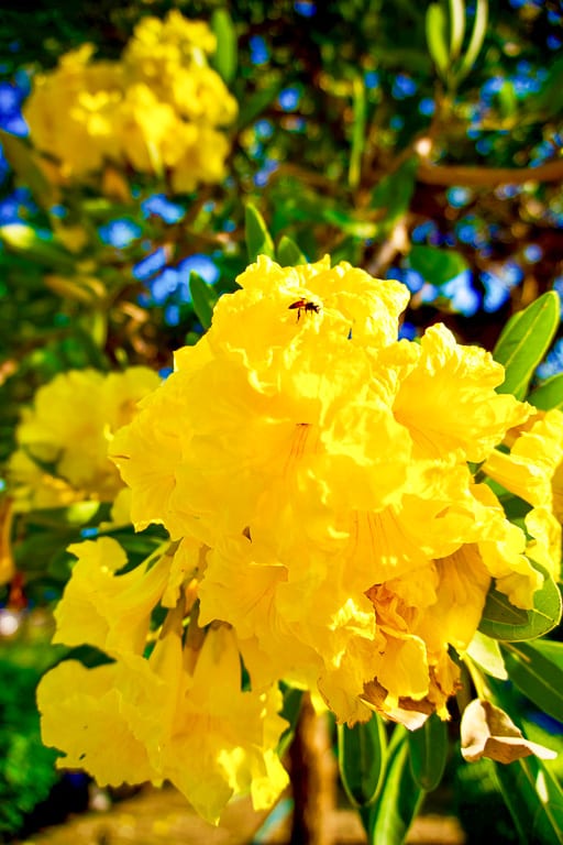 Flowers 3
