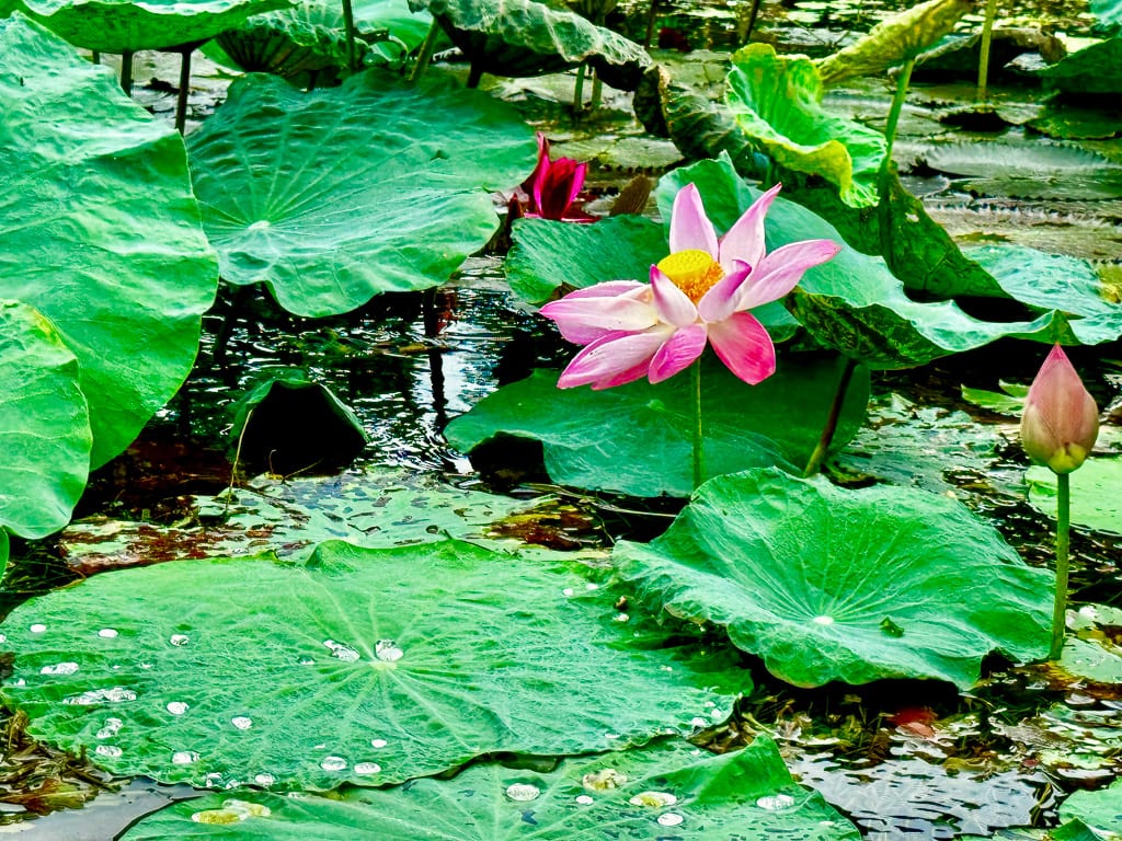 Flowers 30