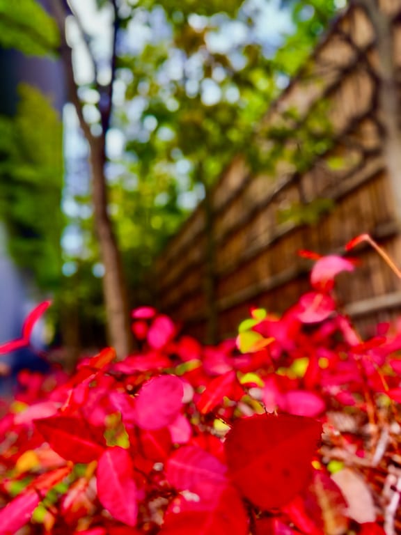 Flowers 32
