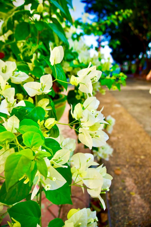 Flowers 5