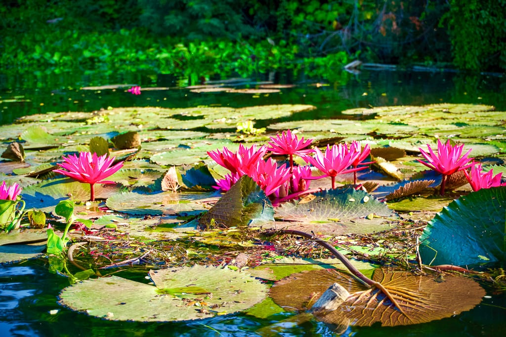 Flowers 7