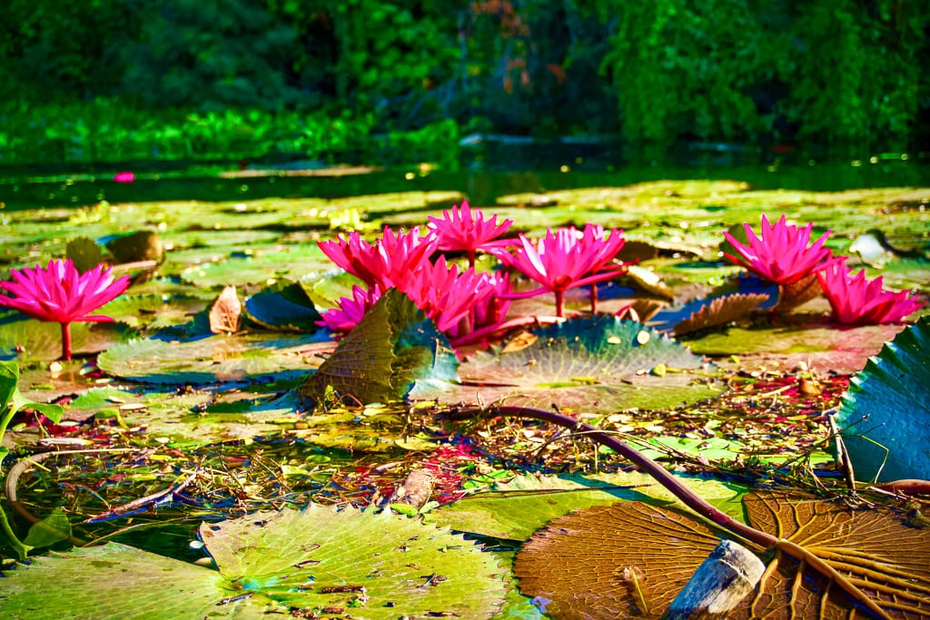 Flowers 8