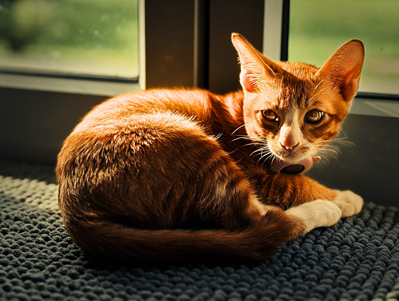 Luna by the window