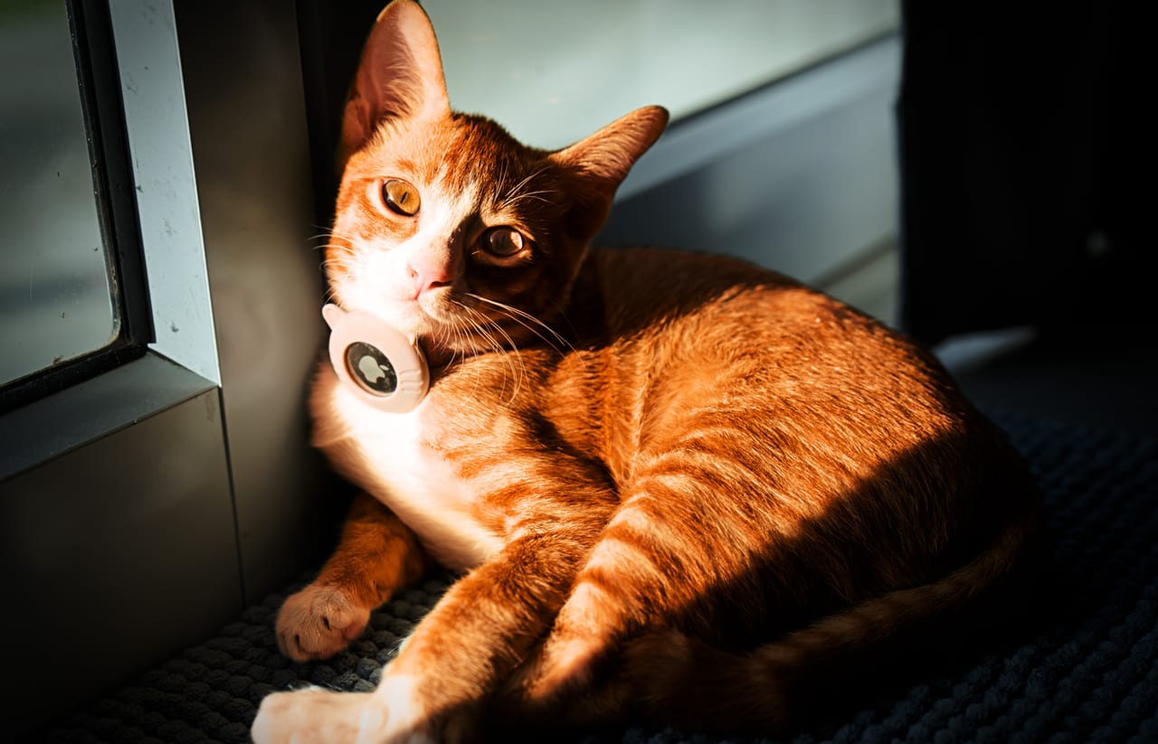 Luna eyes by the window