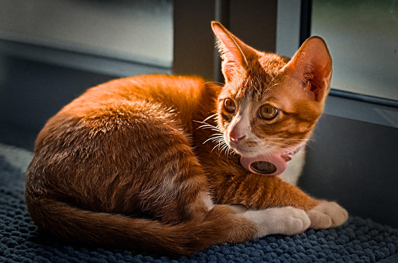 cat focused by the window