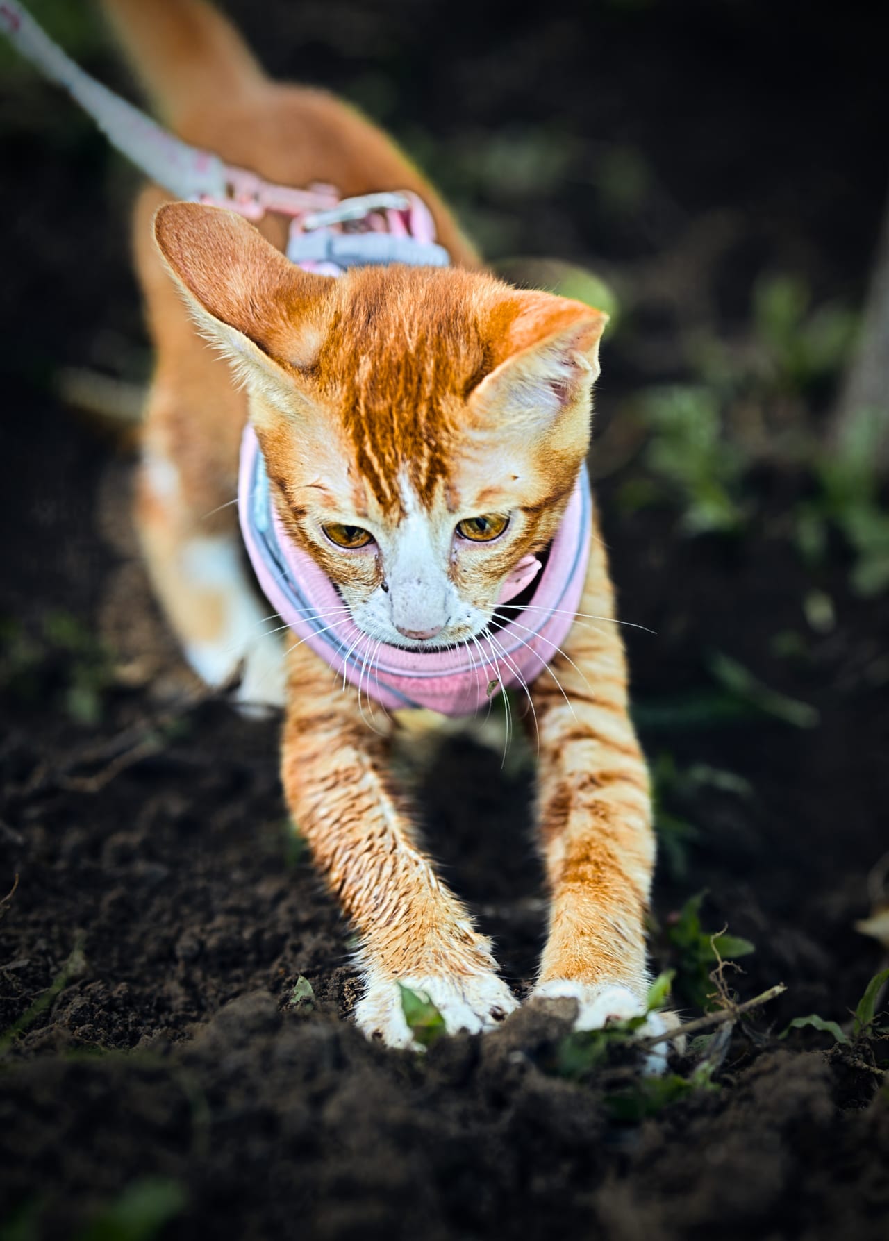 Luna in the dirt