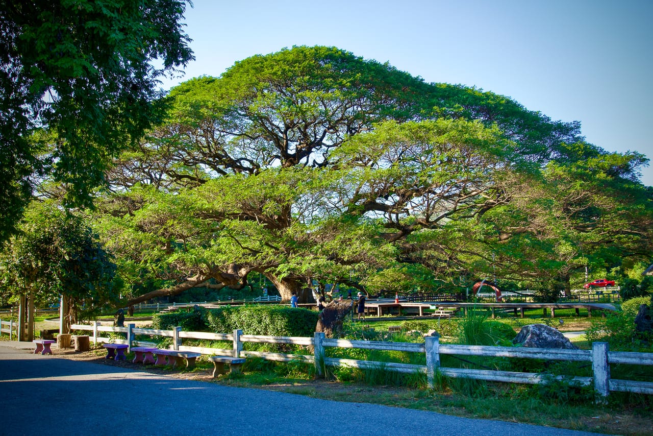 Mueang Kan 81