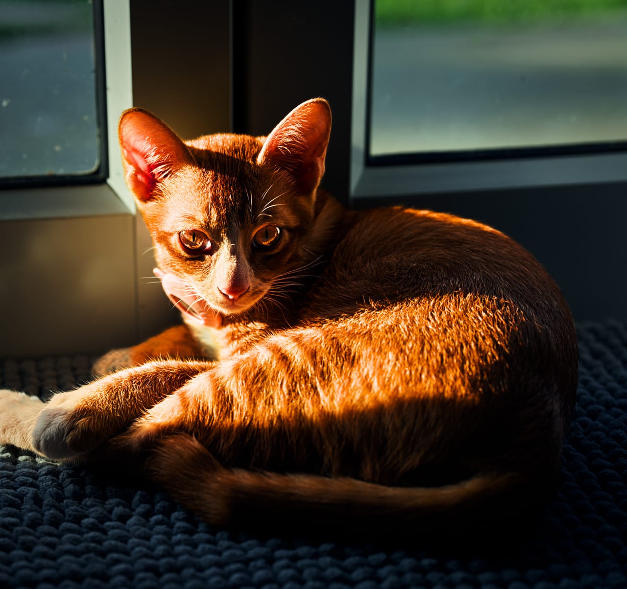 cat by the window with intense look